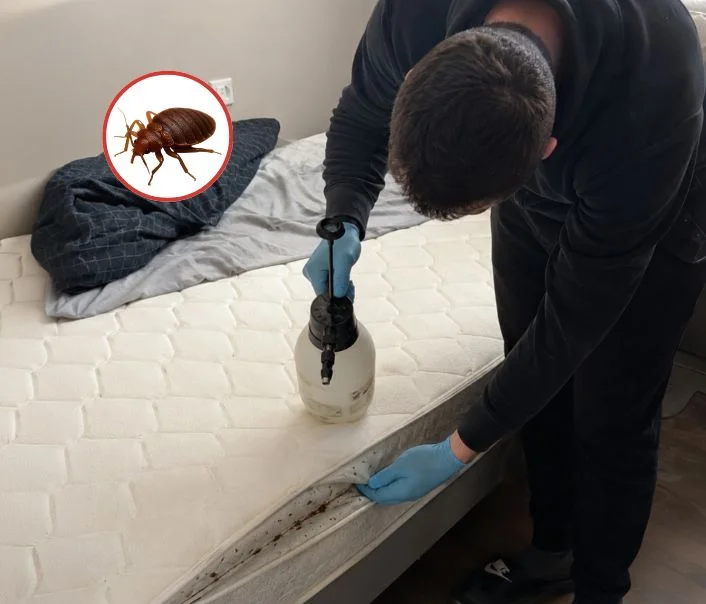 Technicien traitant un matelas contre les punaises de lit à Aulnay-sur-Mauldre